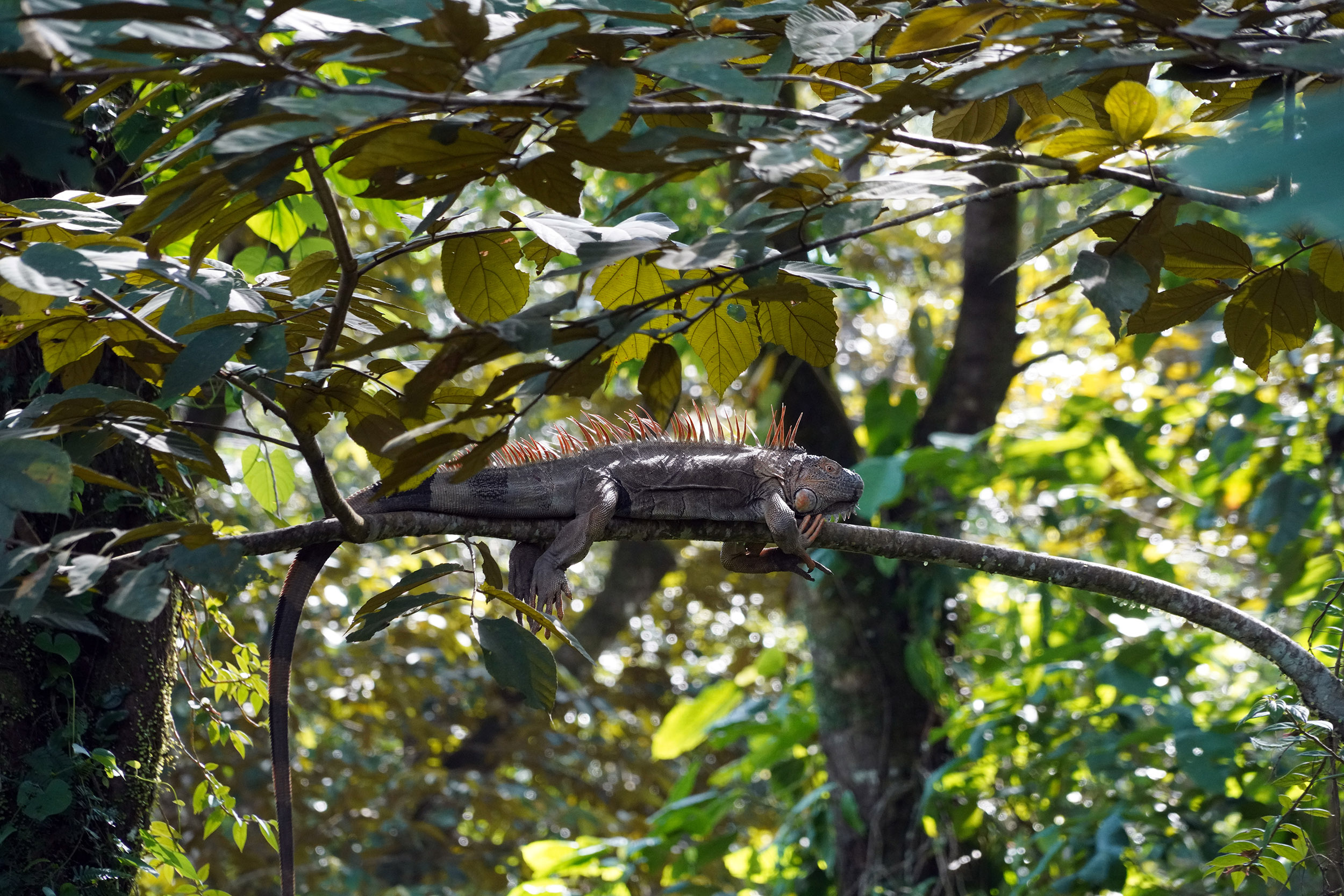 Costa Rica - Février 2025